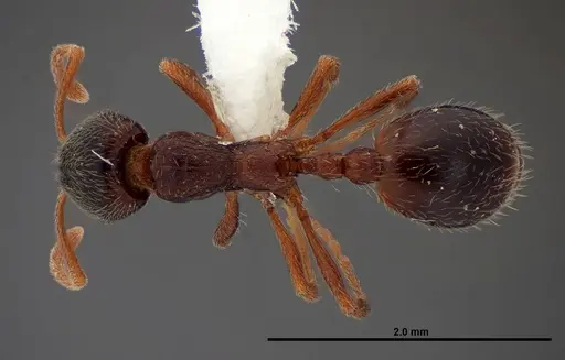 Stenamma smithi - FMNHINS0000062667