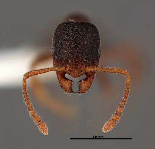 Stenamma smithi - FMNHINS0000062667