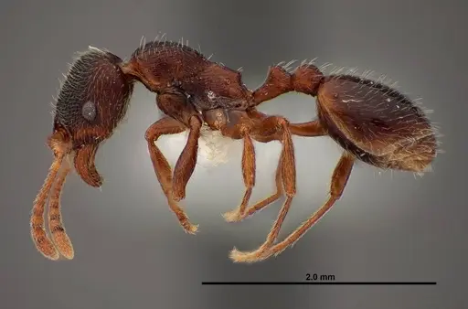 Stenamma smithi - FMNHINS0000062667