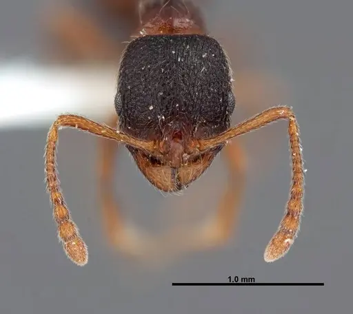 Stenamma smithi - FMNHINS0000062668