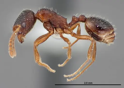 Stenamma smithi - FMNHINS0000062668