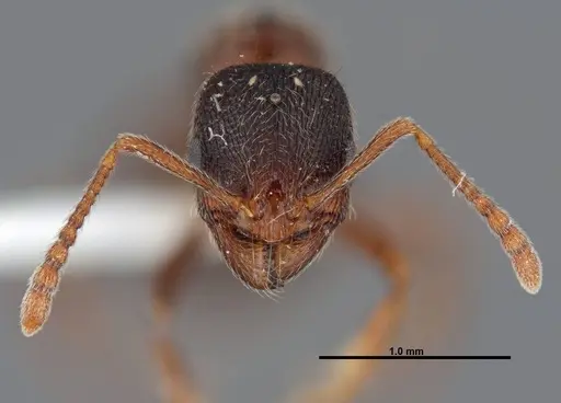 Stenamma smithi - FMNHINS0000083107