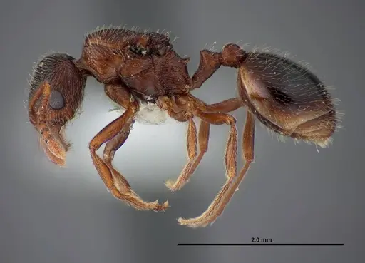 Stenamma smithi - FMNHINS0000083107