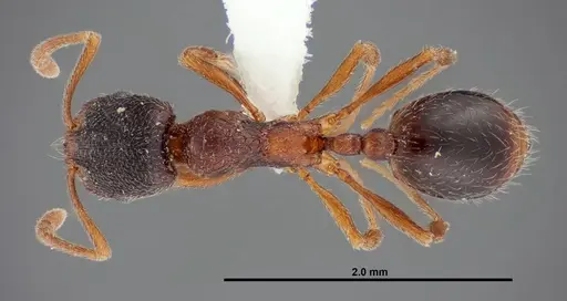 Stenamma smithi - FMNHINS0000083110