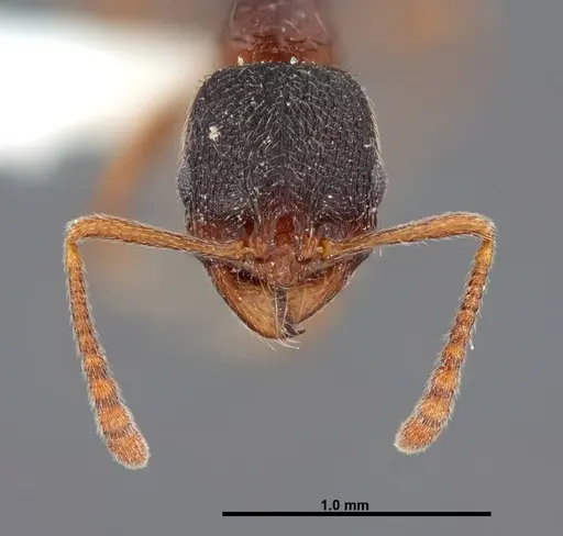 Stenamma smithi - FMNHINS0000083110