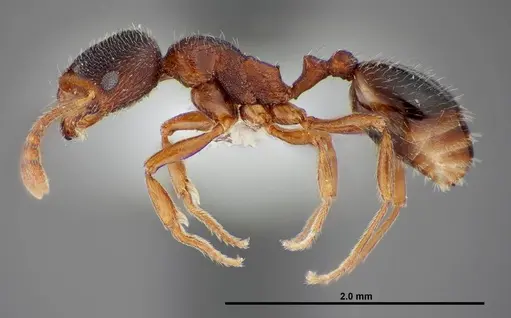 Stenamma smithi - FMNHINS0000083110