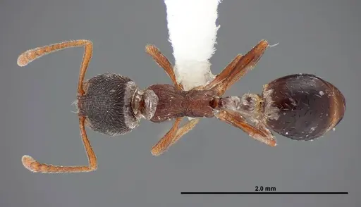 Stenamma smithi - FMNHINS0000083114