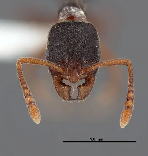 Stenamma smithi - FMNHINS0000083114