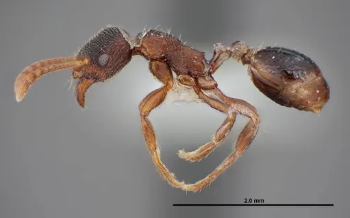 Stenamma smithi - FMNHINS0000083114