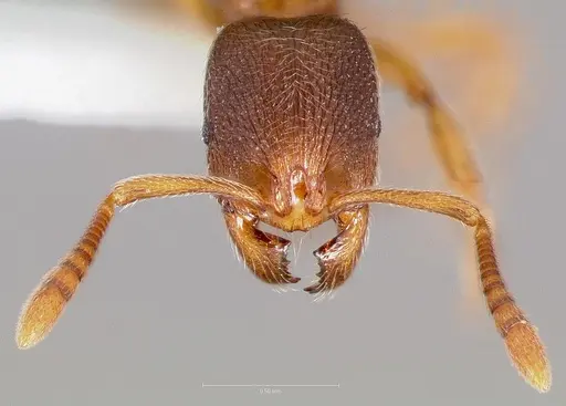 Stenamma snellingi specimen