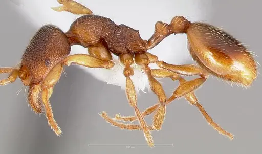 Stenamma snellingi specimen