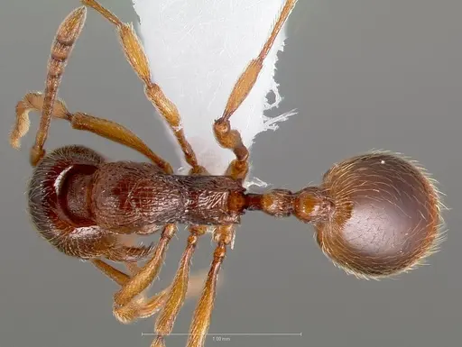 Stenamma snellingi - CASENT0005824