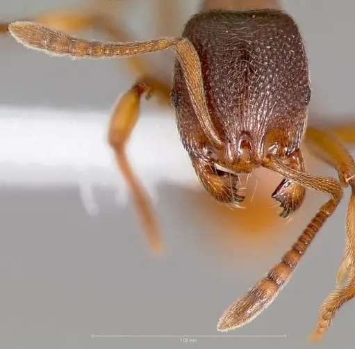 Stenamma snellingi - CASENT0005824