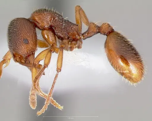 Stenamma snellingi - CASENT0005824