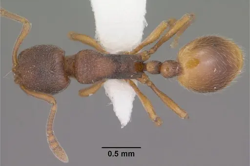 Stenamma snellingi - CASENT0102902