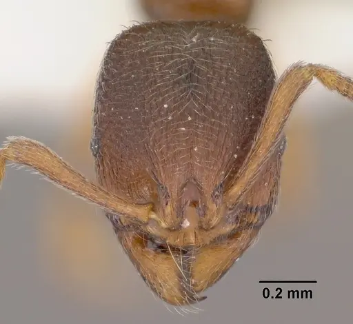 Stenamma snellingi - CASENT0102902