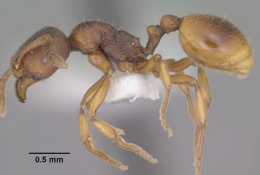 Stenamma snellingi - CASENT0102902