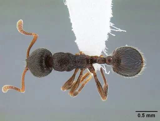 Stenamma snellingi - CASENT0221898