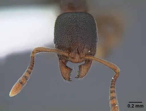 Stenamma snellingi - CASENT0221898