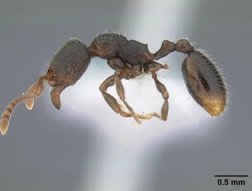 Stenamma snellingi - CASENT0221898