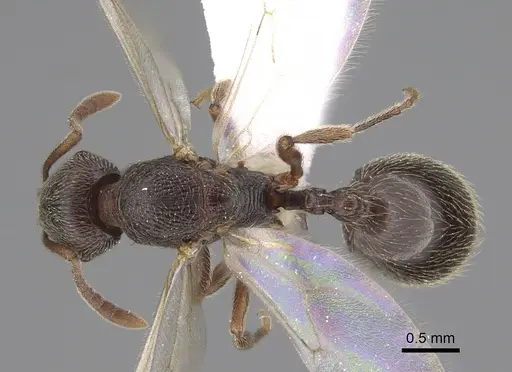 Stenamma snellingi - CASENT0761006