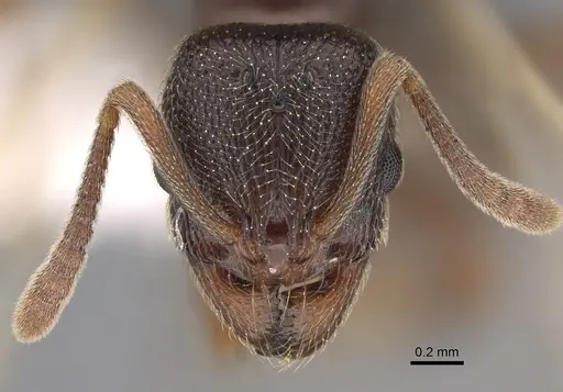 Stenamma snellingi - CASENT0761006