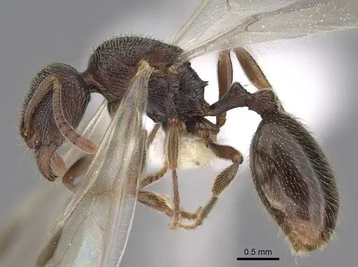 Stenamma snellingi - CASENT0761006