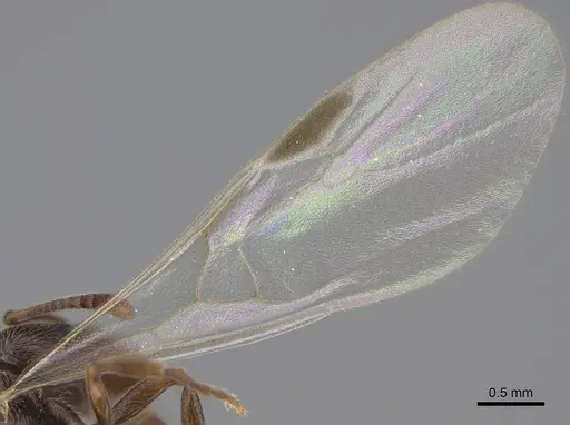 Stenamma snellingi - CASENT0761006