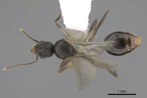 Stenamma snellingi - CASENT0761007