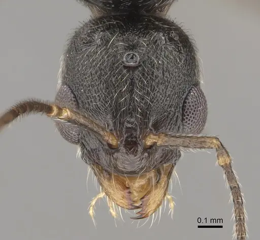 Stenamma snellingi - CASENT0761007