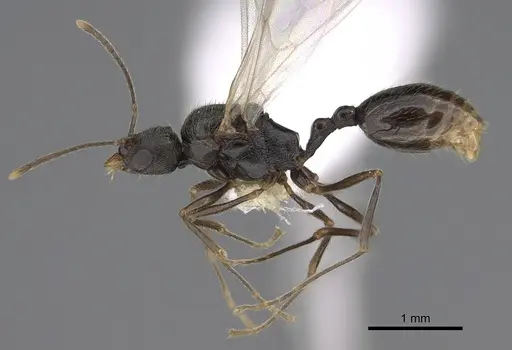 Stenamma snellingi - CASENT0761007