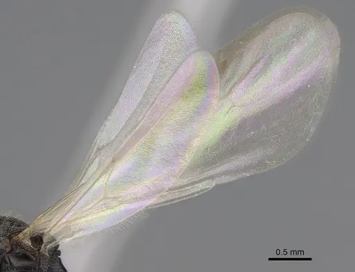 Stenamma snellingi - CASENT0761007