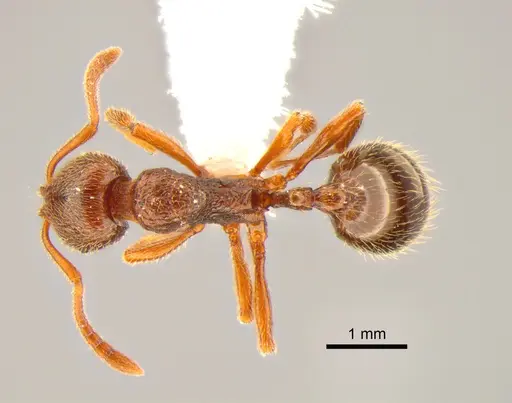 Stenamma snellingi - CASENT0882255