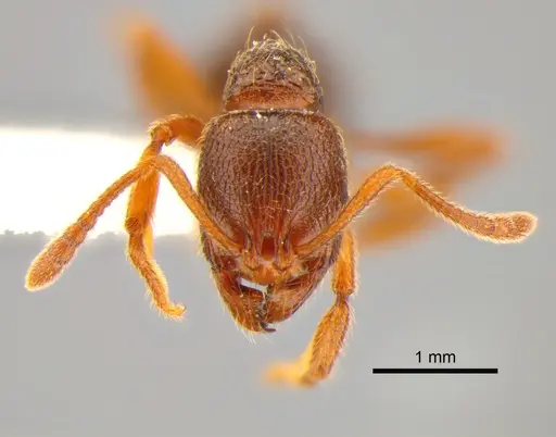 Stenamma snellingi - CASENT0882255