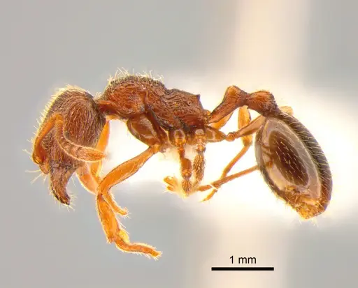 Stenamma snellingi - CASENT0882255