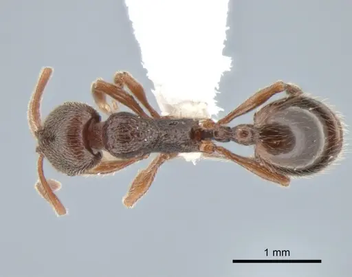 Stenamma snellingi - CASENT0882256