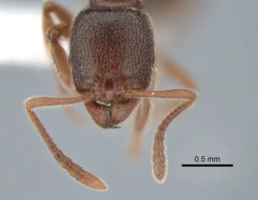 Stenamma snellingi - CASENT0882256