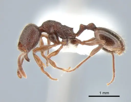 Stenamma snellingi - CASENT0882256