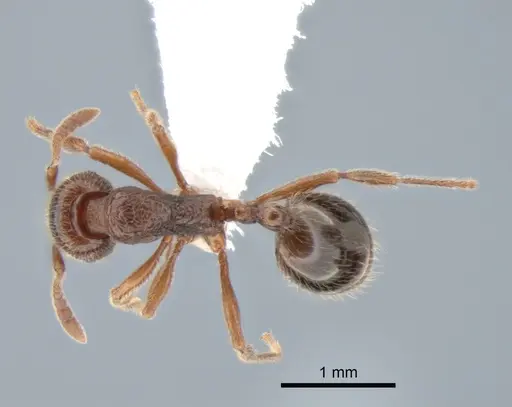 Stenamma snellingi - CASENT0882257