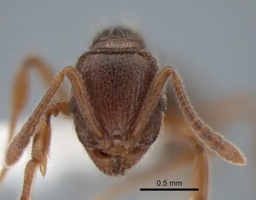 Stenamma snellingi - CASENT0882257