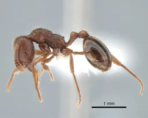 Stenamma snellingi - CASENT0882257