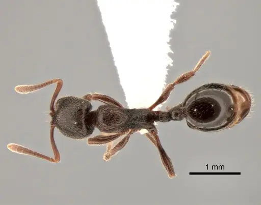 Stenamma snellingi - CASENT0882261