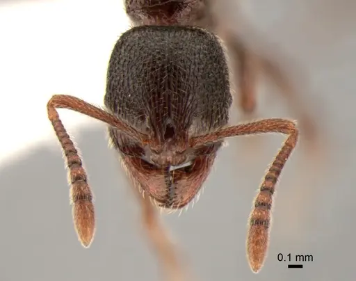 Stenamma snellingi - CASENT0882261