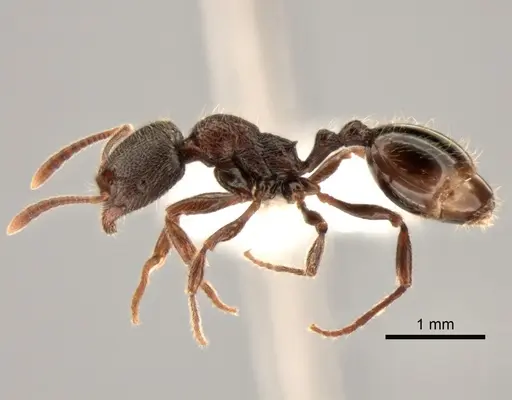 Stenamma snellingi - CASENT0882261