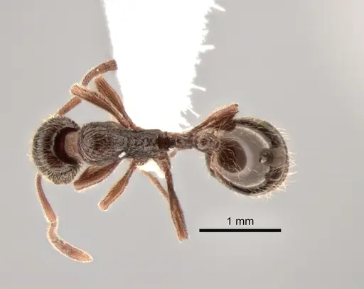 Stenamma snellingi - CASENT0882262