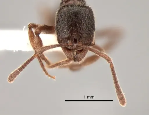 Stenamma snellingi - CASENT0882262