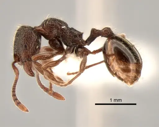 Stenamma snellingi - CASENT0882262