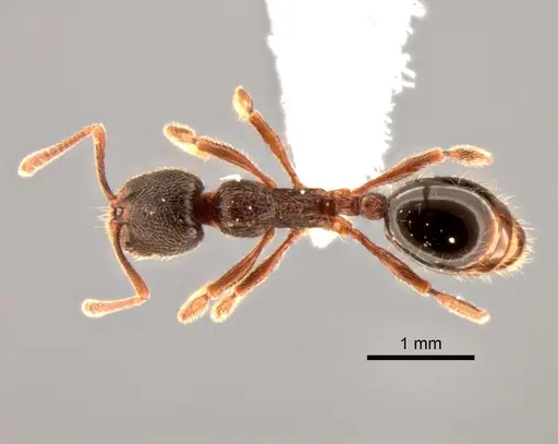 Stenamma snellingi - CASENT0882269