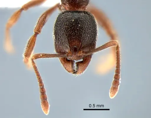 Stenamma snellingi - CASENT0882269