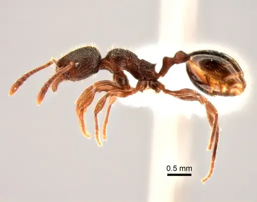 Stenamma snellingi - CASENT0882269